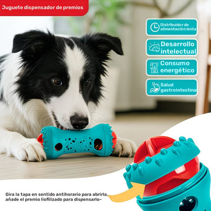 Perro Corgi con sombrero de explorador junto al juguete dispensador de premios color azul